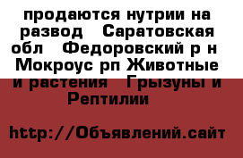 продаются нутрии на развод - Саратовская обл., Федоровский р-н, Мокроус рп Животные и растения » Грызуны и Рептилии   